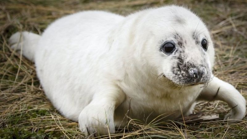 Horsey seals: Record season for births and litter injuries - BBC News