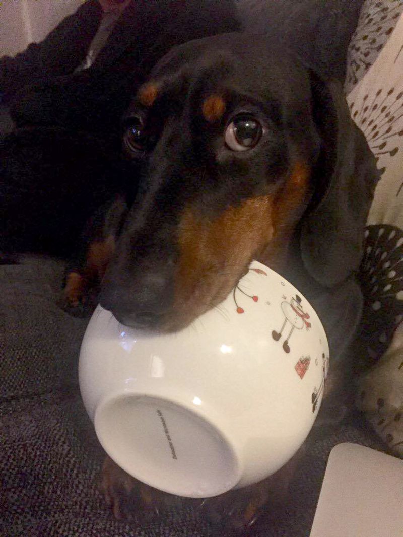 Pesky pooch This dog pinches things from all over the house! BBC