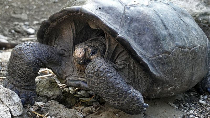 Rare 'extinct' Galápagos tortoise found after 100 years - BBC Newsround