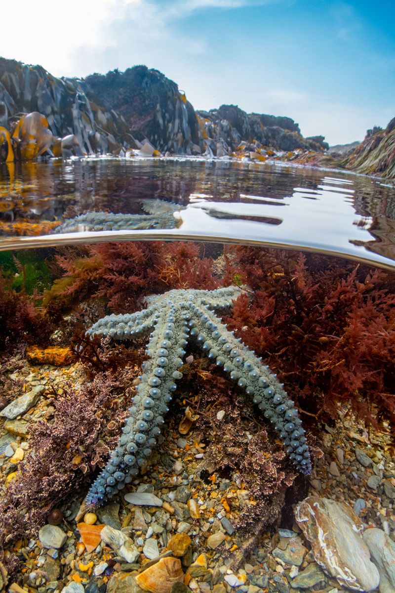 Underwater Photographer of the Year winner revealed - BBC News