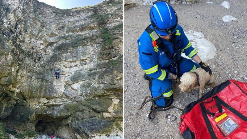 Flamborough: 'Miracle' dog survives huge coastal cliff fall - BBC News