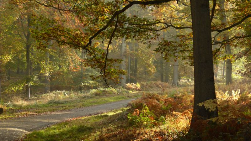 Wyre Forest Becomes Largest Protected Woodland In England - Bbc News