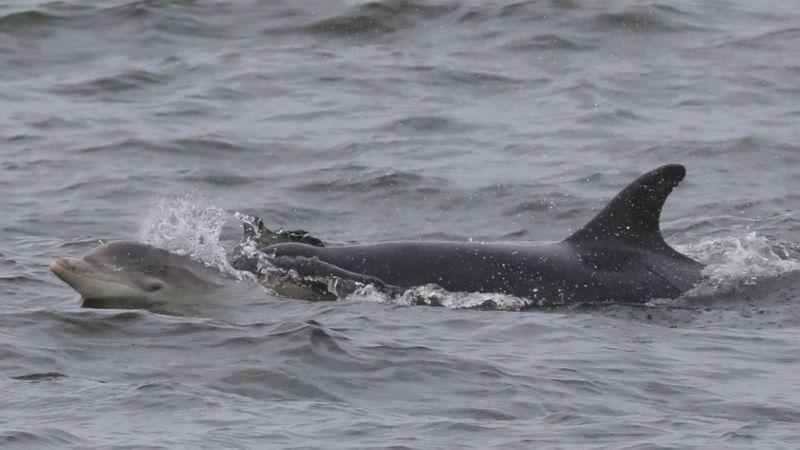 Dolphin 'missing' from Scottish waters turns up off Isle of Man - BBC News