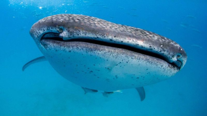 Учасниць конкурсу краси розкритикували за купання з акулами - BBC News ...