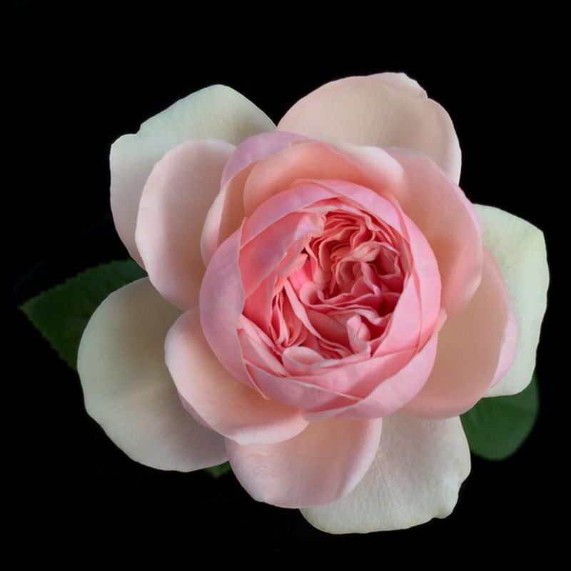 Rosa de David Austin