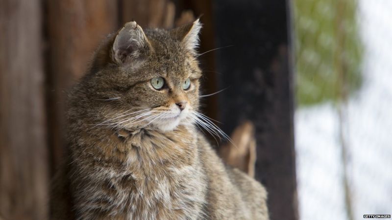 Як коти завоювали стародавній світ - BBC News Україна
