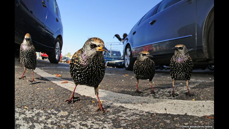 In Pictures: British Wildlife Winners - BBC News