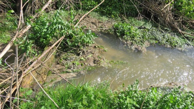 River Ver Pollution Is 'unacceptable', Thames Water Admits - BBC News