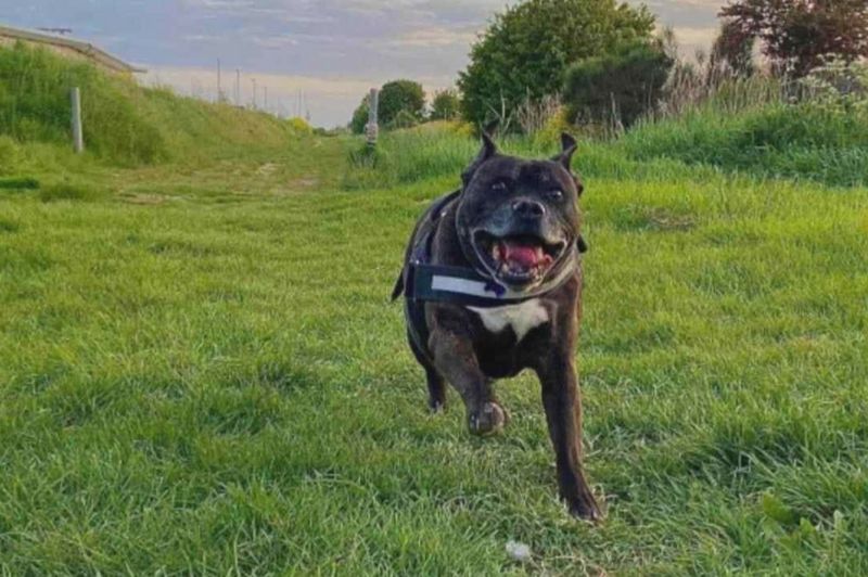 Fat dog rescued by Nottinghamshire Police 'back on his paws' - BBC News