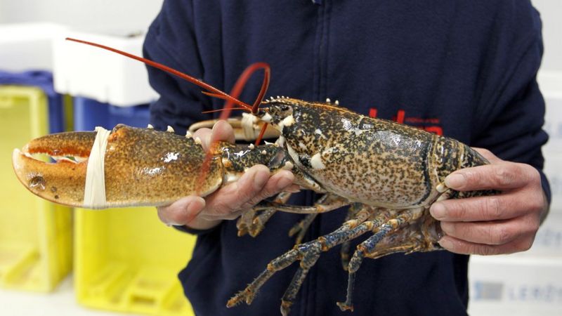 lobster sentience