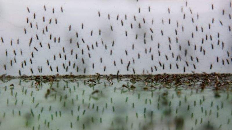 This New Research Could Save Millions From Malaria Heres How - pd9tyny