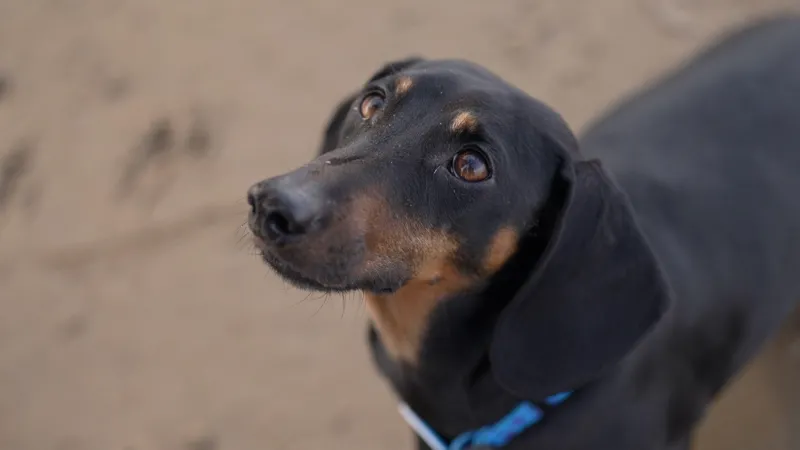 Revolutionary Discovery Reveals 15,000-Year-Old Bond Between Dogs and Humans