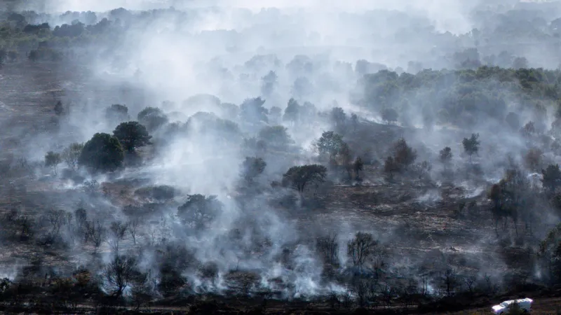 Se observan «signos de vida» en el lugar del incendio en el brezal. Se observan «signos de vida» en el lugar del incendio en el brezal.