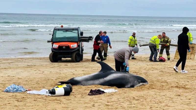 Two dolphins returned to sea after Fraserburgh beach rescue - BBC News