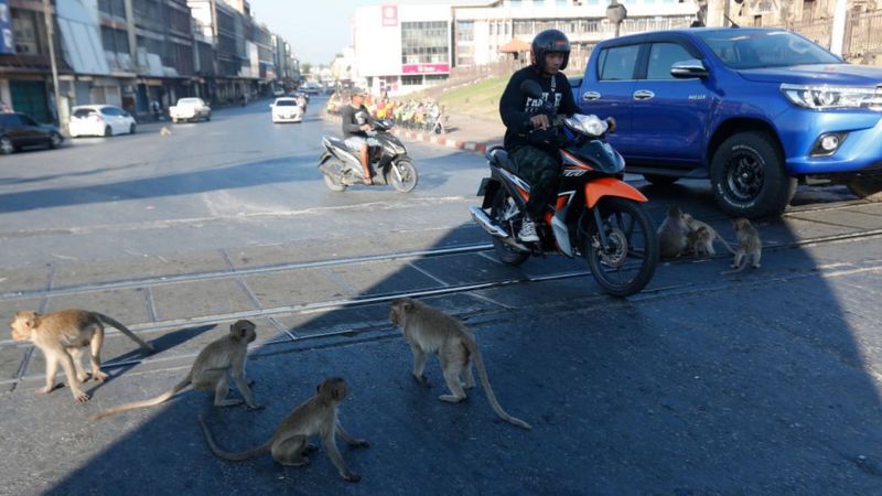 Monkeys-on-the-street-in-Thailand.