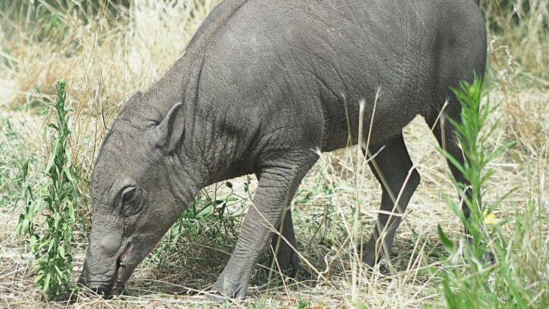 'Ugliest pigs on earth' arrive at London Zoo - BBC News