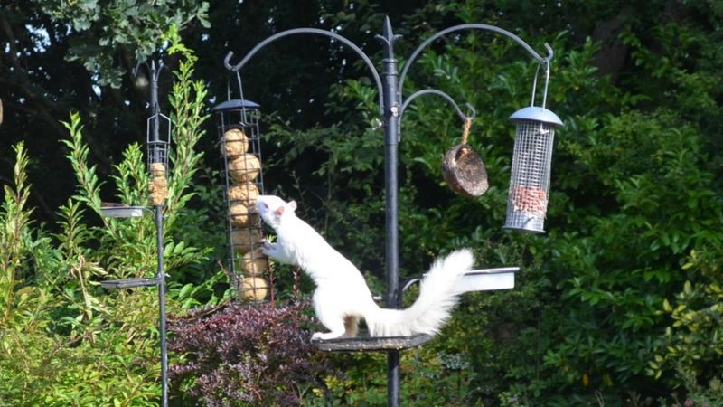 Rare albino squirrel pictured in Sussex garden - BBC News