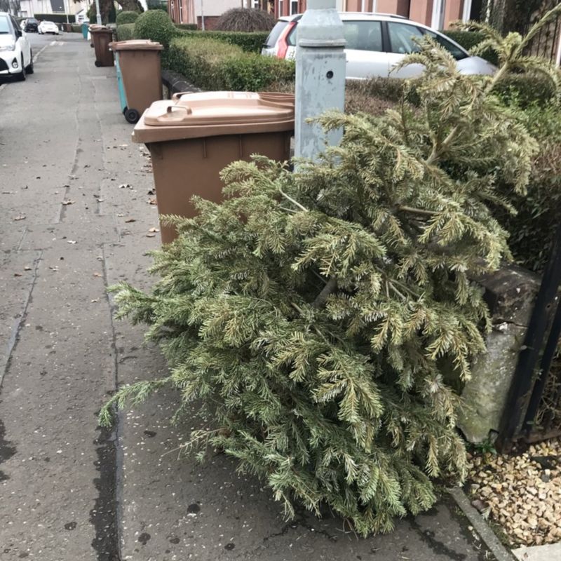 How should you get rid of your dying Christmas tree? BBC News