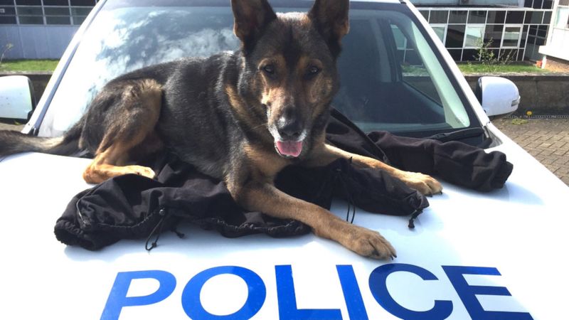 Finn's Law: Stabbed police dog law passed by Lords - BBC News