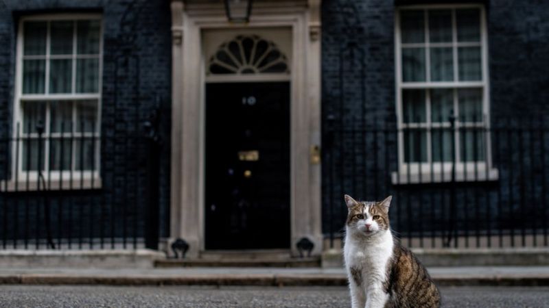 Larry the Cat Celebrates Ten Years at Downing Street