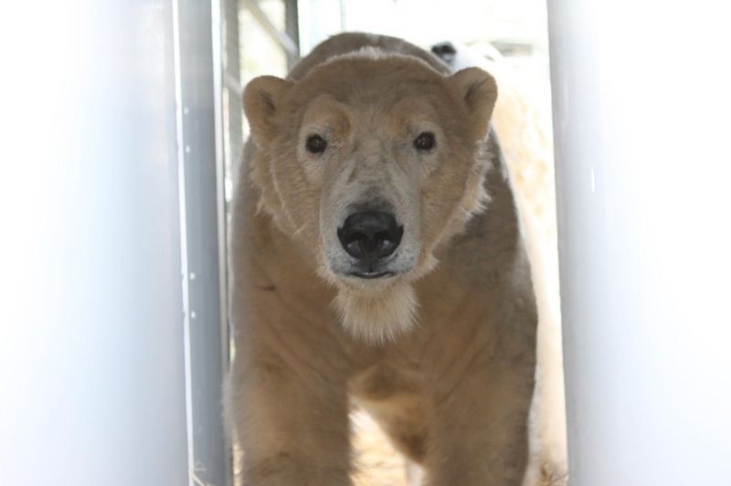New phase in Scottish polar bear breeding project BBC News