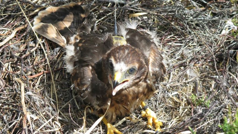 Satellite tagged Aberdeenshire raptor missing in Highlands - BBC News