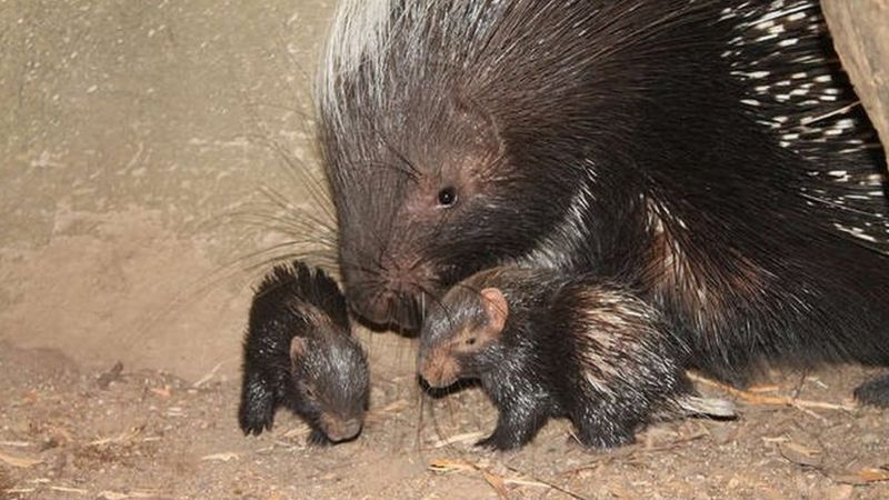 Porcupines: Meet the super cute twin porcupettes born at London Zoo ...