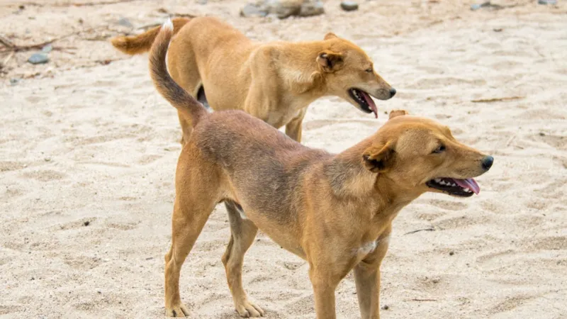 Los residentes de una ciudad etíope se vieron obligados a sacrificar a cientos de sus propios perros tras varios casos de rabia. Los residentes de una ciudad etíope se vieron obligados a sacrificar a cientos de sus propios perros tras varios casos de rabia.