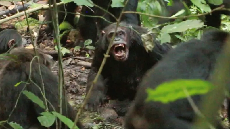 Los chimpancés de Uganda están inmersos en una feroz «guerra civil», según los investigadores.
