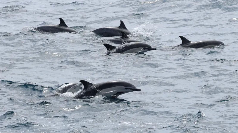 Censo de delfines para monitorear las especies en aguas insulares Censo de delfines para monitorear las especies en aguas insulares