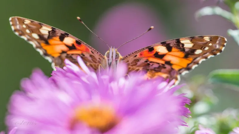 Las mariposas prosperan en el jardín de la microreserva.