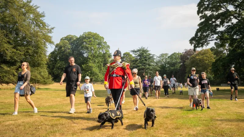 Más de 100 personas participan en la «mayor» caminata de Staffordshire Bull Terrier.