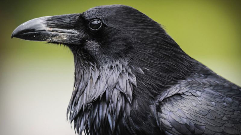 Caithness And Sutherland Farmers Call For Control Of Ravens Bbc News