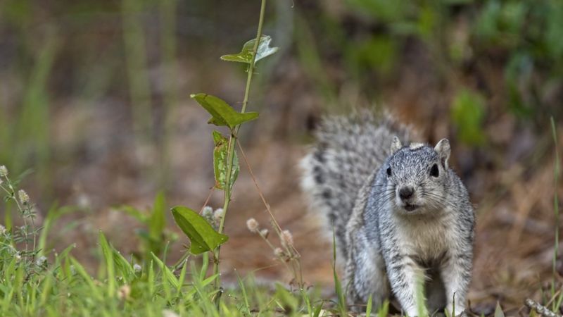 Black squirrels the result of 'interbreeding' grey squirrels, study ...