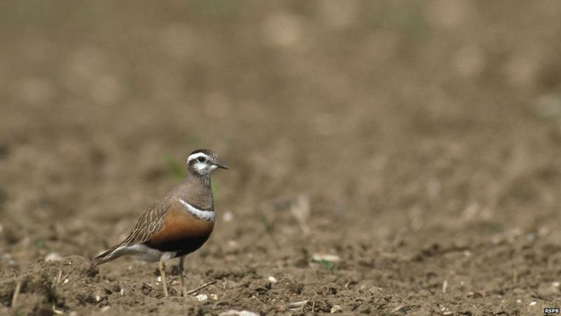 essay on birds affected by climate change