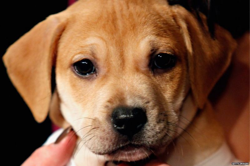 Why the UK doesn't eat dog meat, but people in China do BBC News