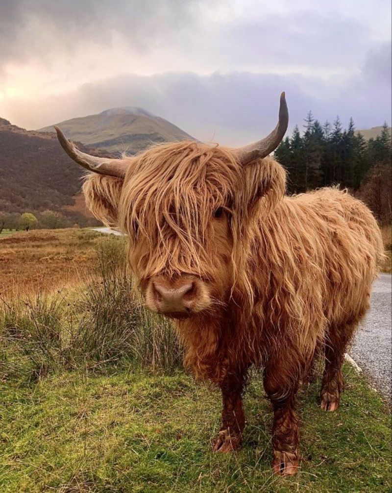 Your Pictures Of Scotland: 3 - 10 December - Bbc News