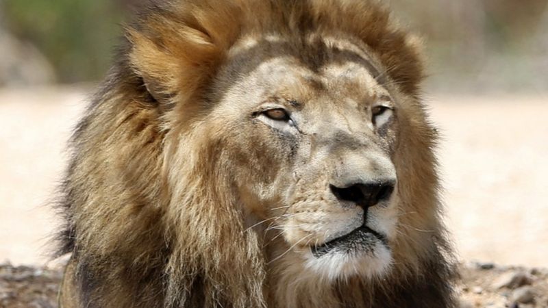 Man mauled by lions in Chile zoo in apparent suicide attempt - BBC News