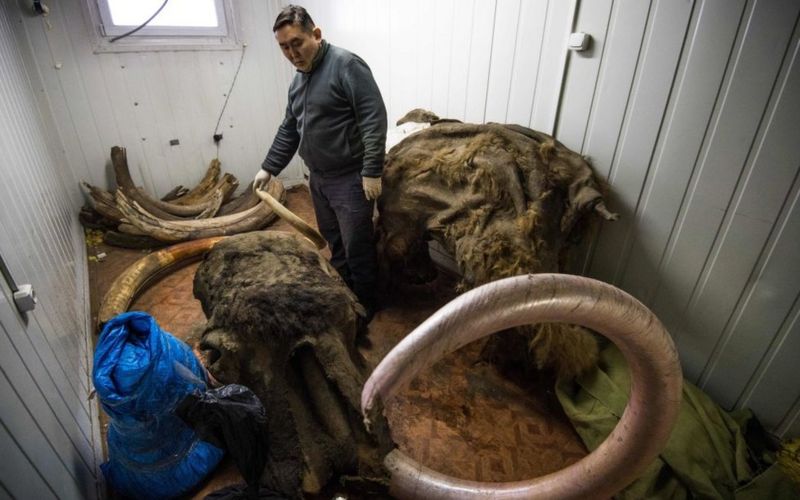 Cuantas Temporadas Tiene La Fiebre Del Oro