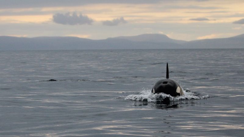 Icelandic orcas in record Moray Firth visit - BBC News