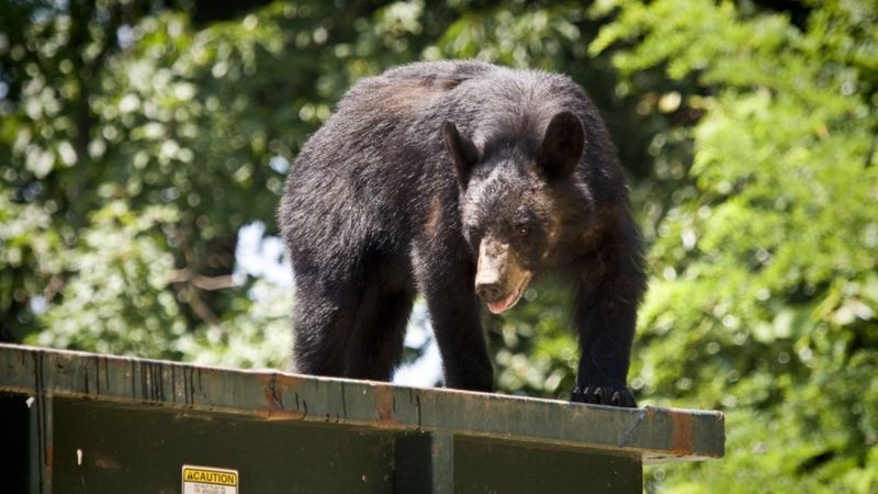 Massive Bear Named Hank The Tank On The Run From California Police Bbc News