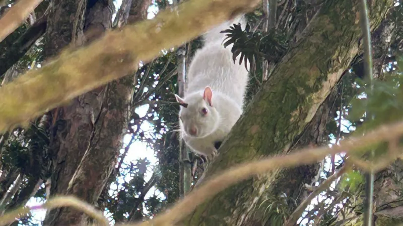 Una rara ardilla albina fue vista en un árbol por unos niños. Una rara ardilla albina fue vista en un árbol por unos niños.