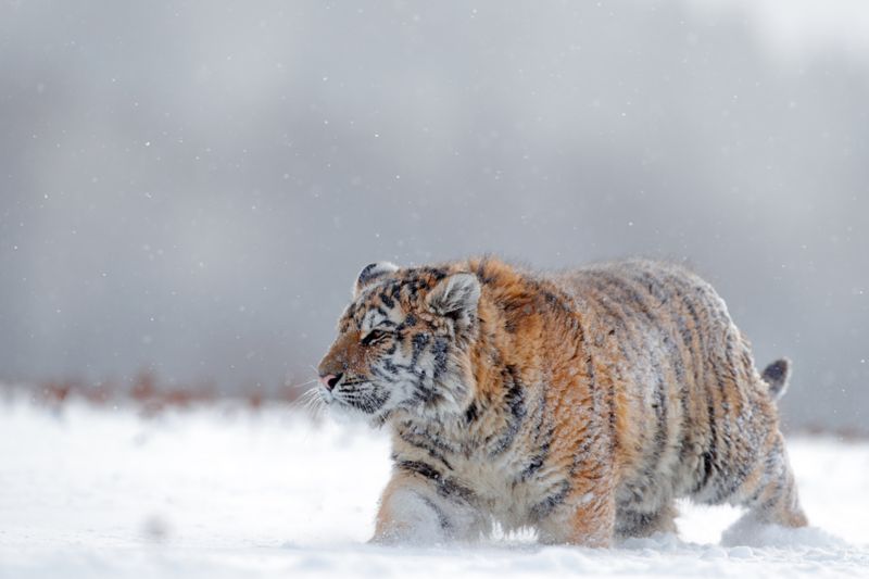 In pictures: International Tiger Day 2021 - BBC News