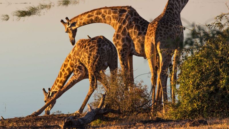 Your Pictures: Botswana - BBC News