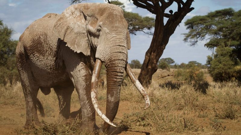 One Of Kenya's Last Big 'tusker' Elephants Dies Aged 50 - BBC News