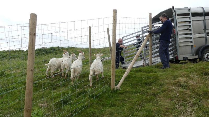 Llandudno goats sent to Bristol and Bournemouth to control numbers ...