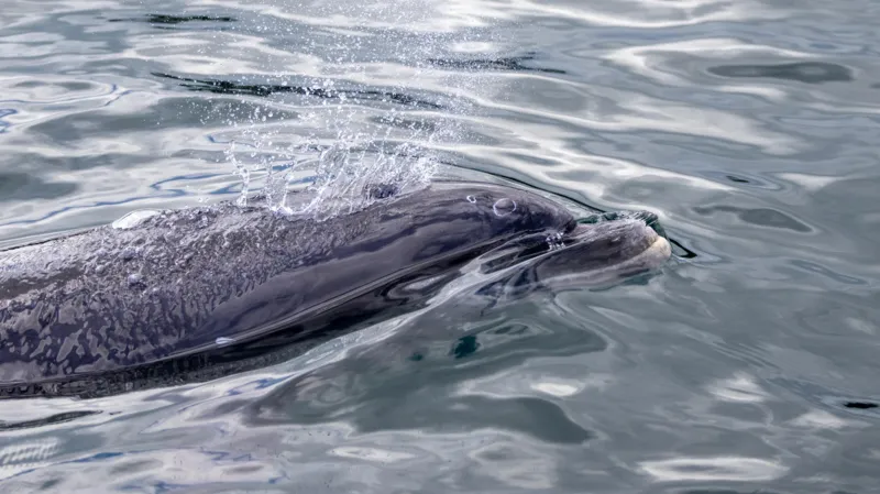 Dolphins Squiggle y Squashy son «una parte importante del lago». Dolphins Squiggle y Squashy son «una parte importante del lago».