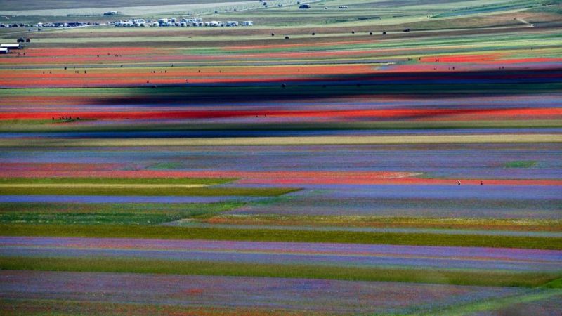 Incredible rainbow flower fields bloom in Castelluccio in Italy - BBC ...