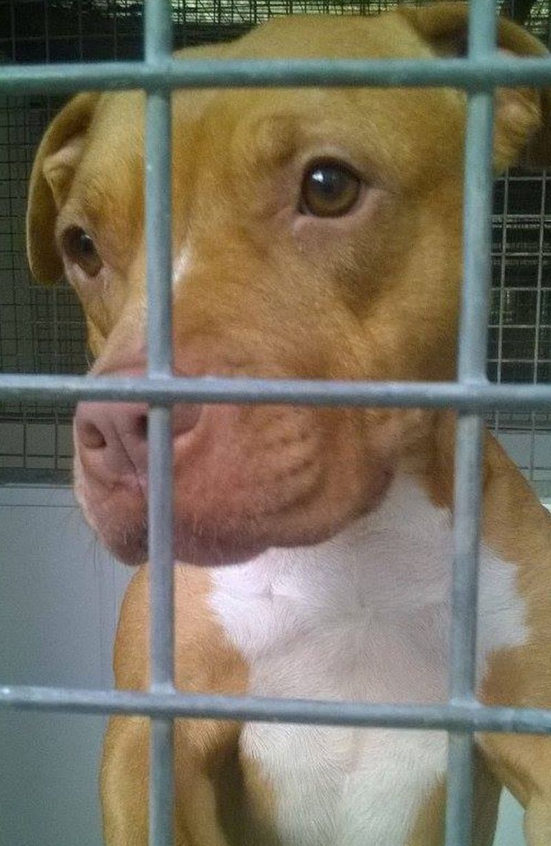 Stella the dog locked up by Devon police for two years