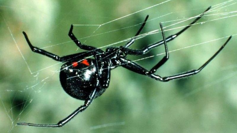 Black widow spider found in crate in Portlethen - BBC News